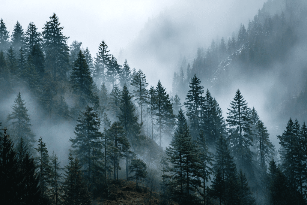 Foggy Forest Landscapes